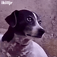 Dog Looking GIF