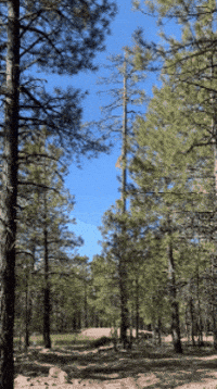 Mountain Lion Tree GIF by Nature Is Metal