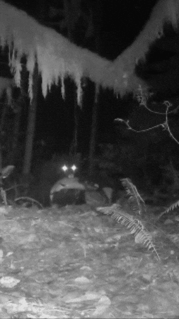 Talking Black And White GIF by Nature Is Metal