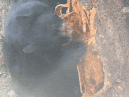 Bear Tree GIF by Nature Is Metal