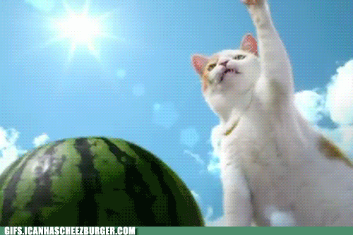 watermelon GIF by Cheezburger