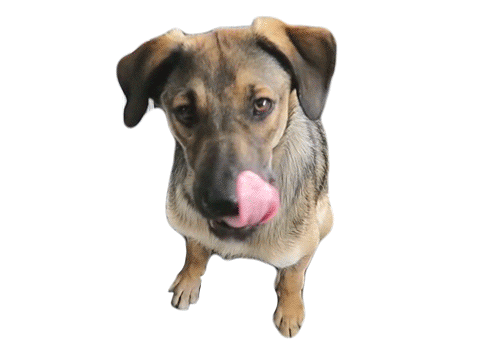 dog viralata Sticker by Evelyn regly