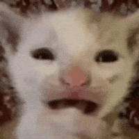 Cat Wtf GIF