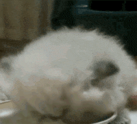 cat GIF