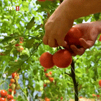Fruit Leaf GIF by TRT