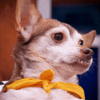Wide Eye Dog GIF by Puppy Bowl
