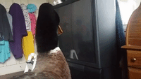 Guard Duck Performs All the Duties of Guard Dog