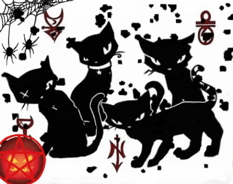 MelyxMeychan giphygifmaker giphyattribution black cat white and black GIF