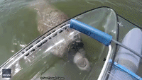 Upside-Down Manatee 'Hangs On' to See-Through Boat in Florida