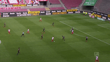 1 Fc Cologne Football GIF by 1. FC Köln