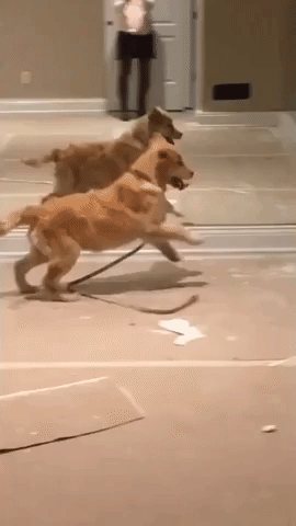 Golden Retriever Puppy Ecstatic to Meet Three New Friends