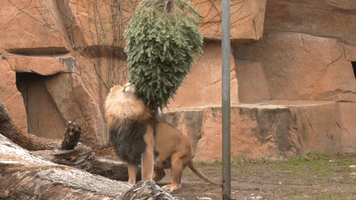 Zoo Repurposes Old Christmas Trees for Animals