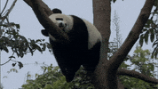arbol rama GIF by Neon Panda MX