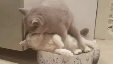 cuteanimalland giphyupload GIF