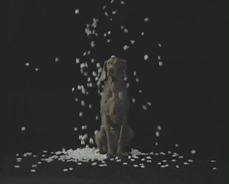 William Wegman Party GIF by Jason Clarke
