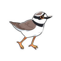 Bird 鳥 Sticker