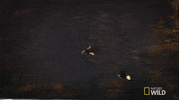united states of animals GIF by Nat Geo Wild 