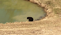Bear Cubs Break Into Yard and Enjoy a Swim