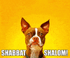 Shabbat Shalom Smiling GIF