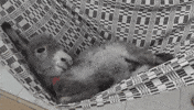 Aww Hammock GIF by Mashable
