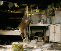 ape orangutan GIF by Head Like an Orange