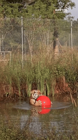 cuteanimalland giphyupload GIF