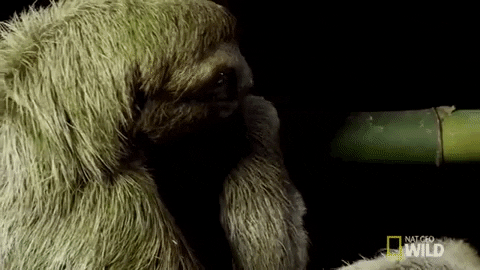 sloth GIF by Nat Geo Wild