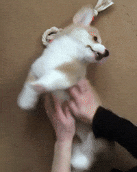 Time Puppy GIF by JustViral