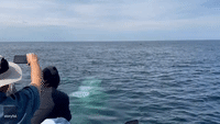 Boaters Get Breathtaking View of Humpback Whales Feeding Off Provincetown Coast