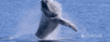 Splash Wow GIF by PONANT