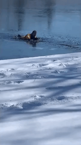 Dog Rescued From Icy Pond by Illinois Firefighter