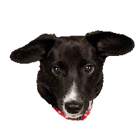 Dog Dory Sticker