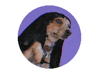 Dog Hello Sticker by giphystudios2022