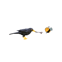 Honeybee Blackbird Sticker by MOSTbee