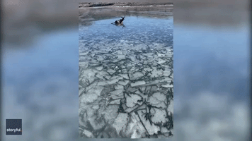 Fawn Rescued From Frozen Utah Lake by Friends on Fishing Trip