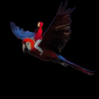 Bird Flying GIF by Marketing en bandeja