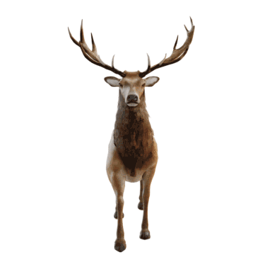 Munich-Gif-King giphyupload deer runningdeer 3ddeer Sticker