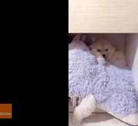 Puppy Gives Owner a Cheeky Wink