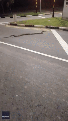 Driver Stops Bus to Let Huge Python Cross Road in Singapore