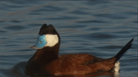 Ruddy Duck Swimming GIF by U.S. Fish and Wildlife Service