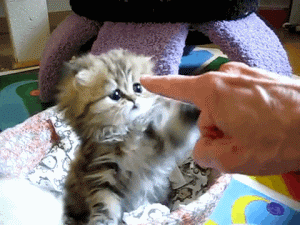 Gif of cat