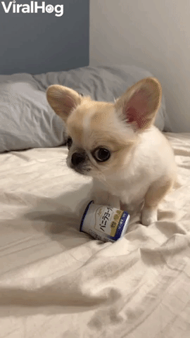 Pino Doesn't Want to Part with Favorite Yogurt