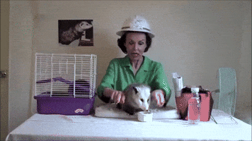 Best of Opossum Lady