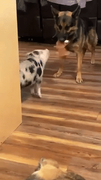 Patient Dog Plays Tug of War With Pet Piglet