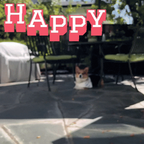 Happy Corgi GIF
