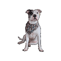 My Hero Academia Pitbull Sticker by Geekster Pets