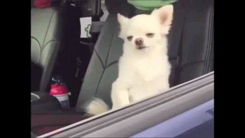 annefelicitas giphyupload GIF