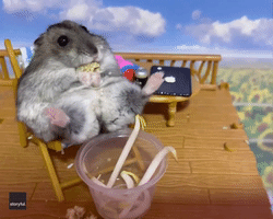 Dwarf Hamster With Snacks and 'Beer'