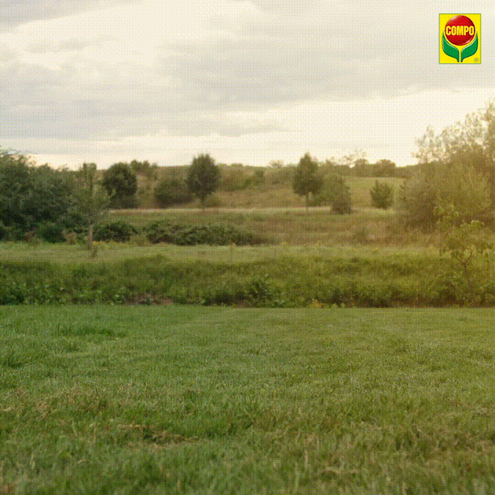 compo giphyupload garden garten compo GIF