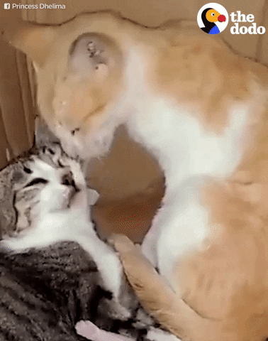 cat kittens GIF by The Dodo